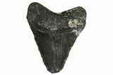 Bargain, Fossil Megalodon Tooth - North Carolina #338605-2